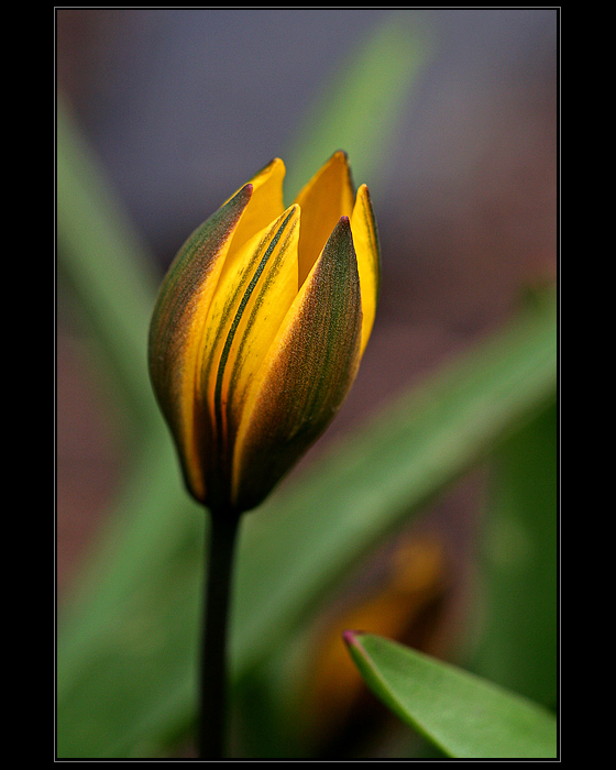 Tulipan-0295-Allweb.jpg