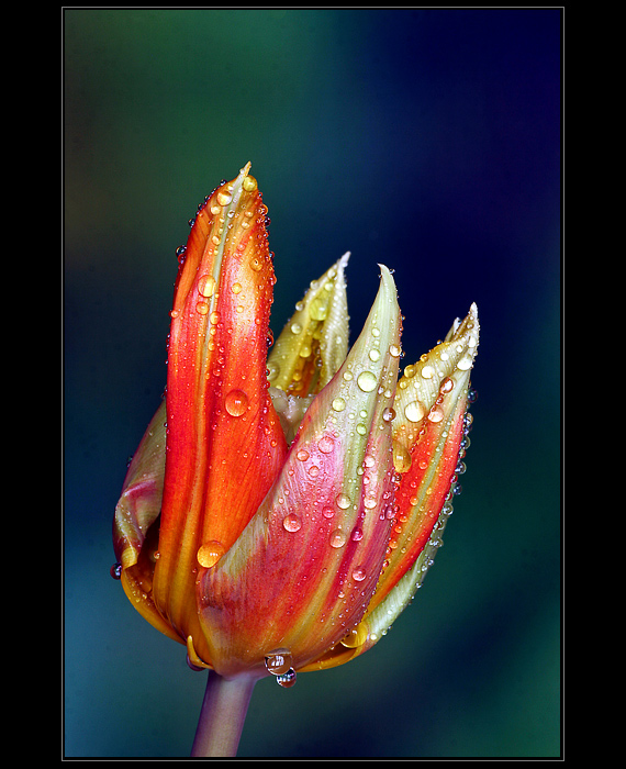 Tulipan-ZP-0408-Allweb.jpg