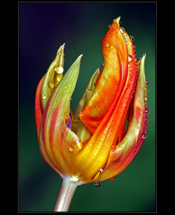 Tulipan-ZP-0429-Allweb.jpg