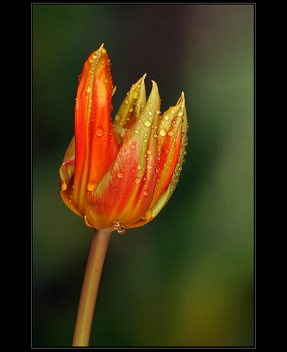 Tulipan-ZP-0415-Allweb.jpg