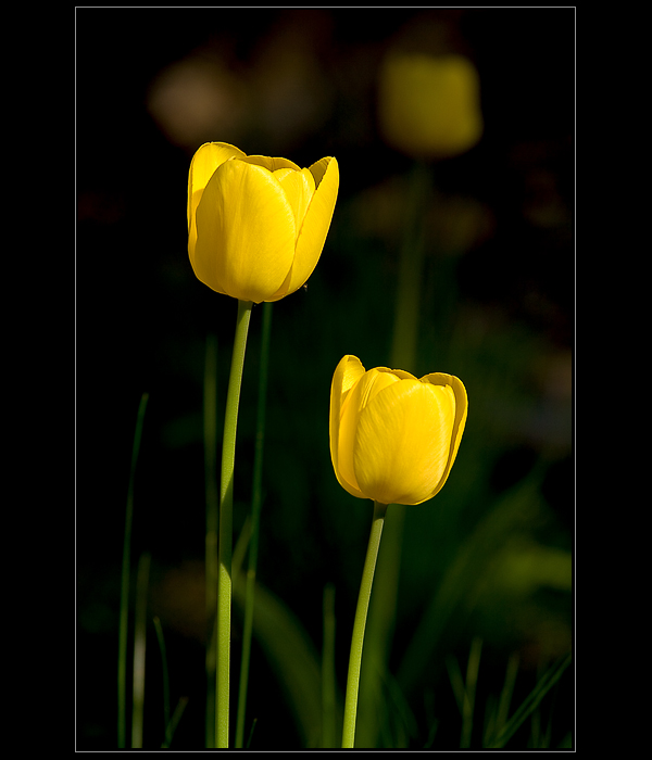 Tulipany-3315-Allweb.jpg