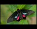 Motyl-2735-web.jpg