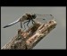 Vážka černořitná