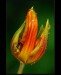 Tulipan-ZP-0428-Allweb.jpg