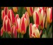Tulipany-7354-PPPS.jpg