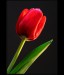 Tulipan-9991-Allweb.jpg